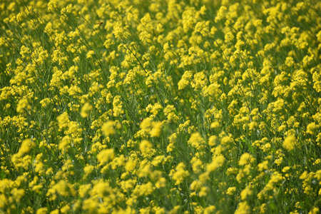 Mustard flower field in India