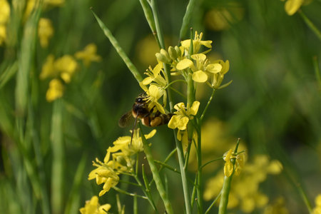 Selective Focus Of Yellow Mustard Flowers with a bee sitting On Green Colored Mustard Plant