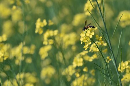 selective focus on a Honey bee sitting on a yellow mustard flowerの写真素材