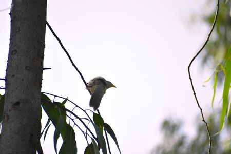 a bird found in west bengal, sitting on a treeの写真素材