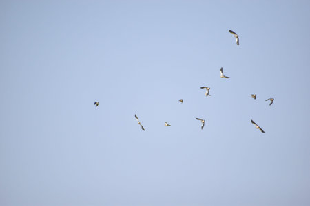 a group of birds flying on a blue sky