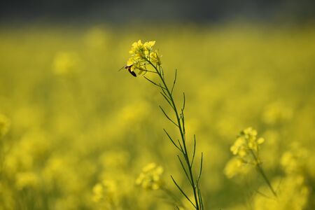 honey bee sting on a mustard flower with a beautiful backgroundの写真素材