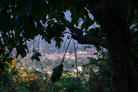 silhouette image of a tree in the foreground captured from a top