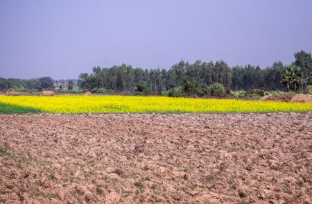 fields for agriculture in a village with mustard flower grown on one sideの写真素材