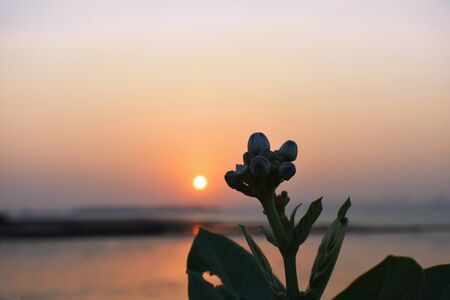a small flower in the foreground with sun setting in the background.の写真素材
