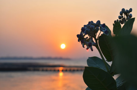 Little plant grown on the shore of mumbai beside ocean,captured during sunset.
