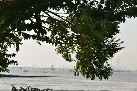 ocean captured from a island with tree branches in foregroundの写真素材