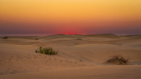 A desert landscape at sunset with rolling sand dunes and a single green plant. Clear details and ...の写真素材
