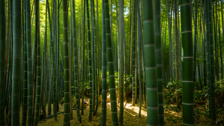Sunlight filters through a dense forest of tall green bamboo stalks, creating dappled shadows.の写真素材