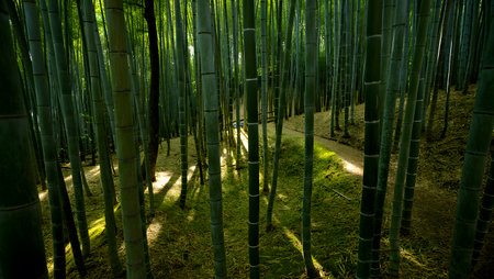 Bamboo showing sunlit bamboo forest path with tall green stalks and shadows keywords: bamboo,...の写真素材