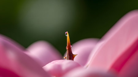 A sharp thorn on a pink rose petal glistens with a single dewdrop, with soft bokeh in the...の写真素材