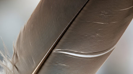 Detailed macro view of a brown bird feather, showcasing the fine parallel lines of its barbs and...の写真素材
