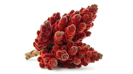 A single fuzzy red staghorn sumac cluster with a brown stem is isolated on a white background,...