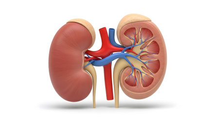 Two detailed 3D renderings of human kidneys, one whole and one bisected to reveal internal...