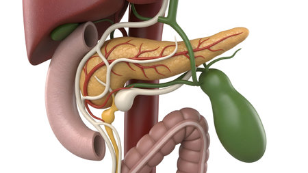 Digestive showing close up view of human digestive organs liver gallbladder pancreas and...