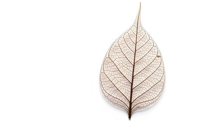 A translucent leaf skeleton with a detailed network of brown veins and a pointed tip on white.