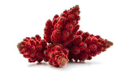 Three fuzzy red staghorn sumac clusters are arranged closely together on a white background,...