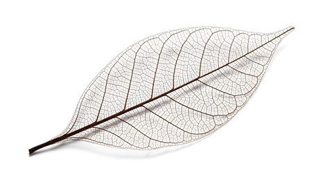 A delicate, translucent leaf skeleton with a network of fine brown veins on a white background.