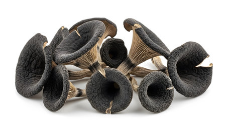 Black showing cluster of black trumpet mushrooms on a white background.の写真素材