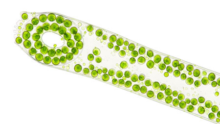 A Spirogyra algae filament vibrant green spiral chloroplasts within its transparent cellular...