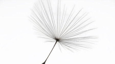 Stock showing delicate dandelion seed parachute with fine hairs and shadow on white background....