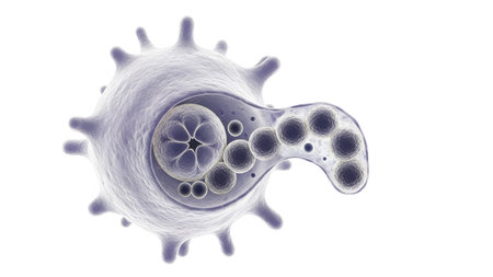 Showing microscopic view of a purple amoeba engulfing smaller cells and particles in a...