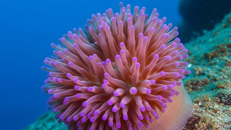 A macro shot focusing on the delicate pink tentacles of a sea anemone in deep blue water.