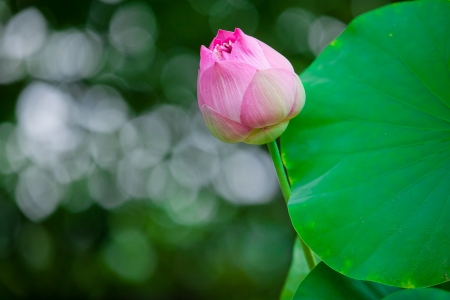 Pink lotus の写真素材