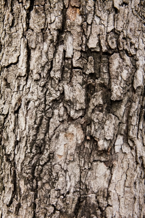 Tree bark texture, take from tamarind tree の写真素材