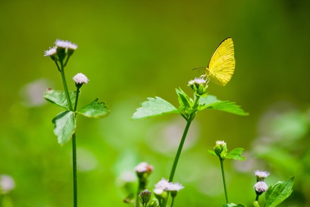 Closeup of a monarch butterfly on a Black-eyed Susan flower  の写真素材