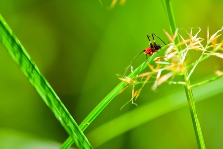 Macro close-up shot of a red and black cricket on a blade of grass の写真素材