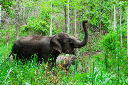 Thai elephants の写真素材
