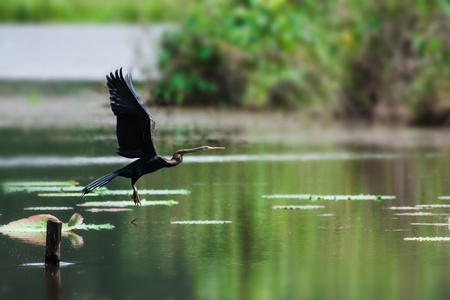 Darter  Anhinga melanogaster  sitting with open wings, Yellow water の写真素材
