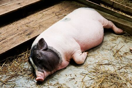 pig lying in the stall  の写真素材
