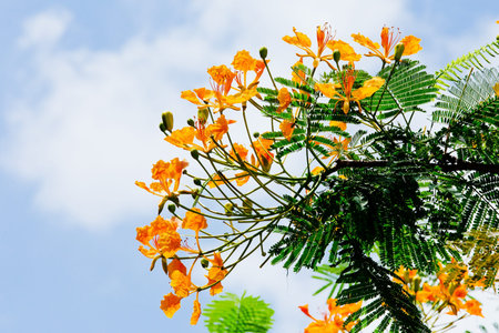 Orange Peacock flowerの写真素材