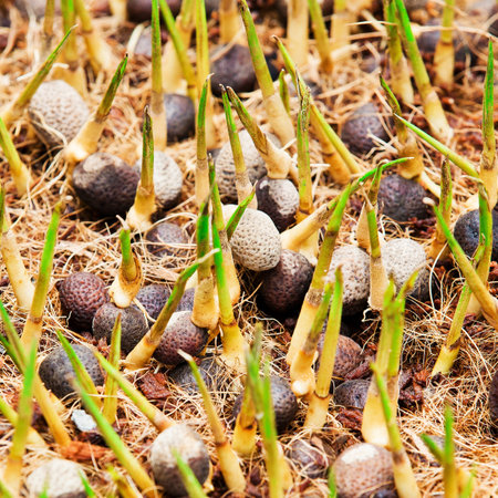 Rattan seedlings 