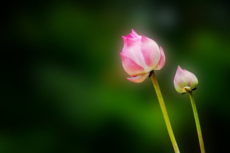 Beautiful lotus の写真素材