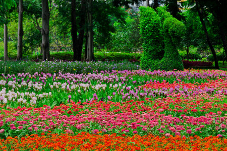 Colourful Flowerbedsの写真素材