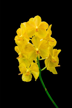 orchid flowers isolated on black backgroundの写真素材
