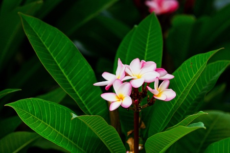 close-up shot for red frangipani flowers against green foliageの写真素材