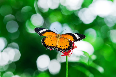 Butterfly nectar 