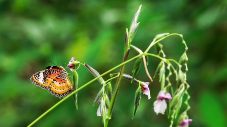 butterflyの写真素材