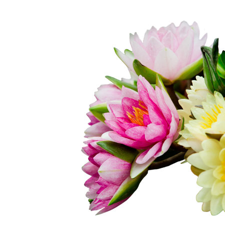 Beautiful lotus の写真素材