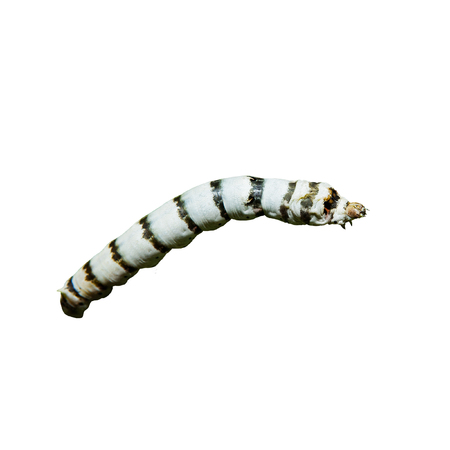 Silkworm larvae, Bombyx mori, against white backgroundの写真素材