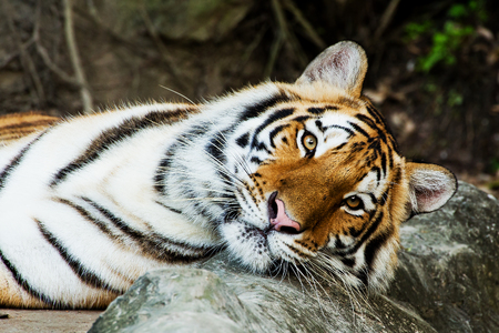 Close Up Tigerの写真素材