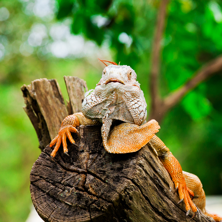 portrait of macro shot on iguana head, Korat, Thailandの写真素材