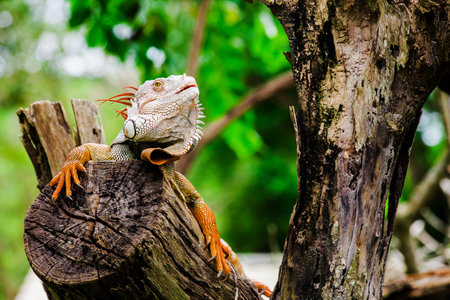 portrait of macro shot on iguana head, Korat, Thailand