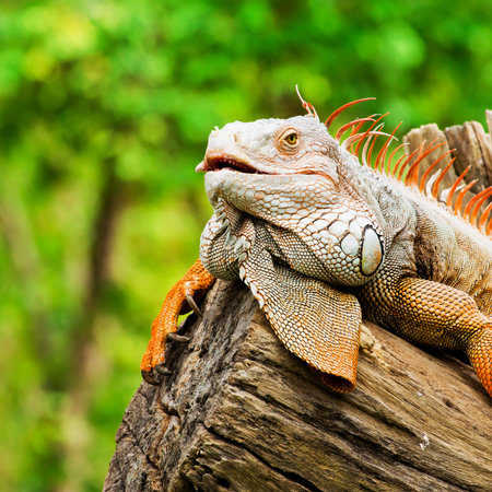 portrait of macro shot on iguana head, Korat, Thailandの写真素材