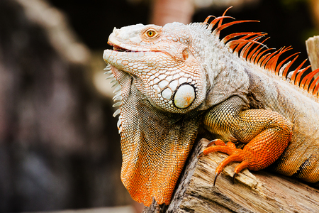 portrait of macro shot on iguana head, Korat, Thailandの写真素材