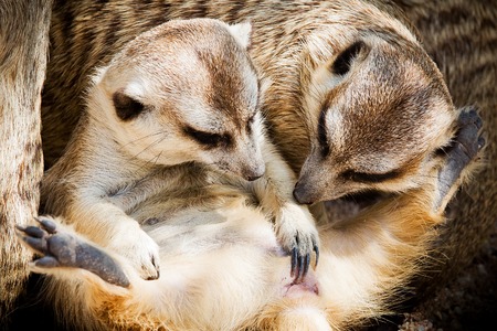 Family of Meerkatsの写真素材